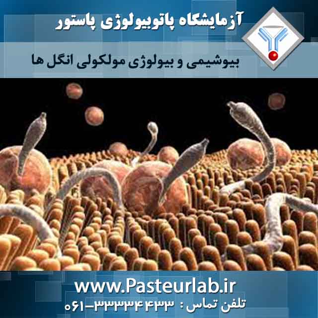 بیوشیمی و بیولوژی مولکولی انگل ها 2