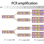 PCR