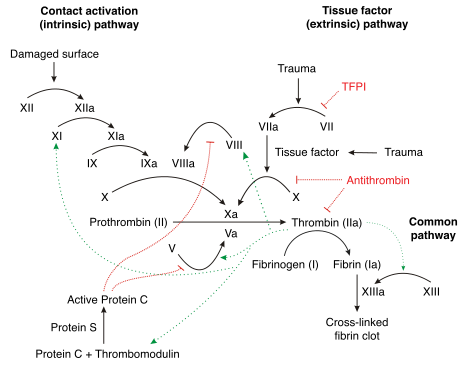 پروتئین C وS ( Protein C, S)