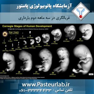 غربالگری سه ماهه دوم بارداری