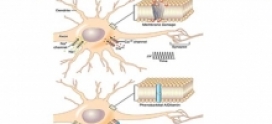 پایش سطح درمانی داروها (Therapeutic Drug Monitoring)